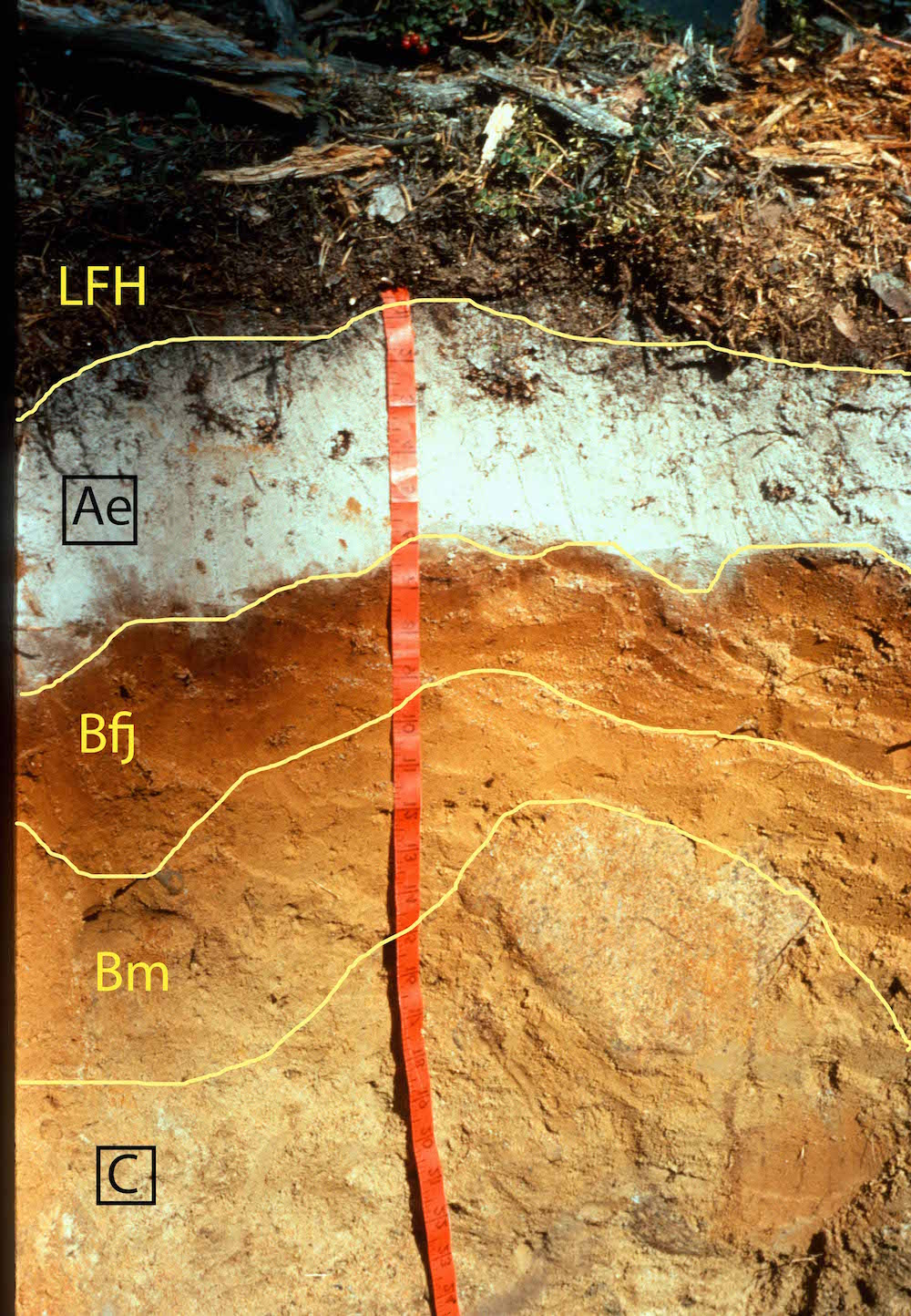 Dystric Brunisol